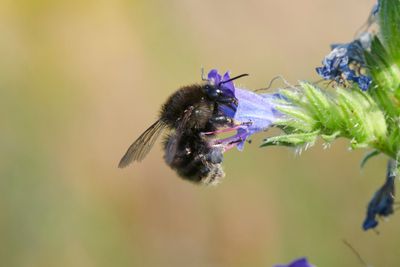 Bombus humilis