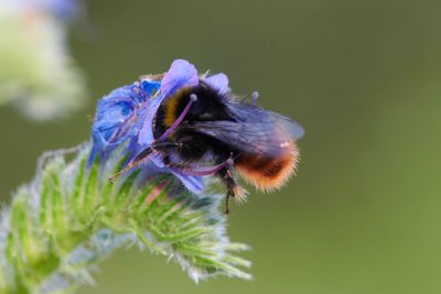Bombus lapidarius (m)