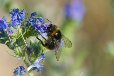 Bombus lapidarius (m)