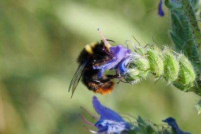 Bombus lapidarius (m)