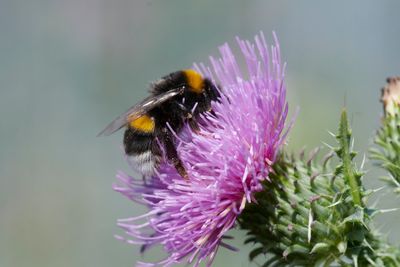Bombus terrestris