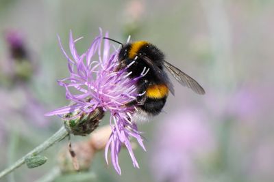 Bombus terrestris