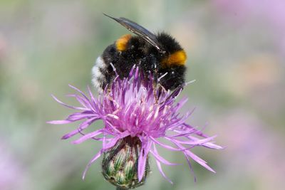 Bombus terrestris