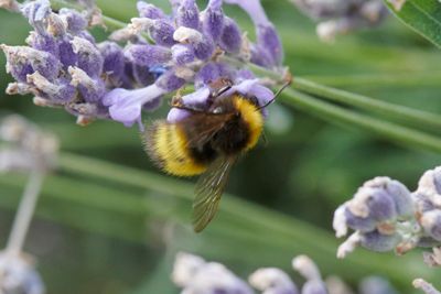 Bombus haematurus