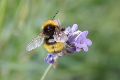 Bombus haematurus