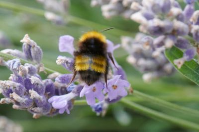 Hummeln - bumblebees