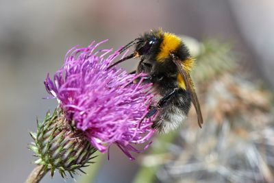 Bombus ruderatus (m)