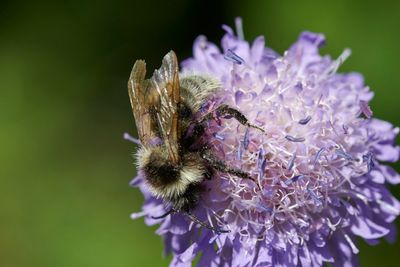 Bombus sylvarum (m)