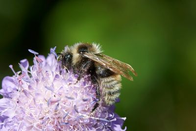 Hummeln - bumblebees