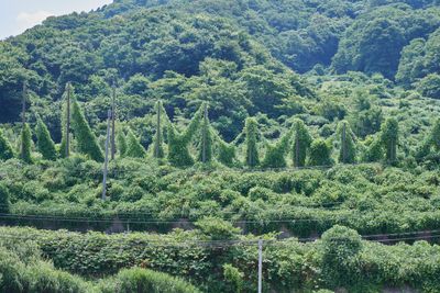 Atsumi High School