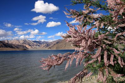 Pangong Tso