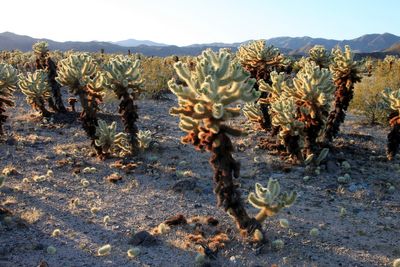 Cholla Cactus