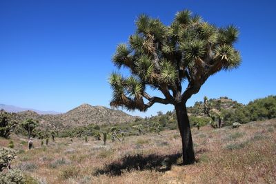 Joshua Tree National park