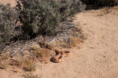 Rattlesnake