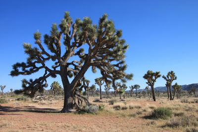 Joshua Tree