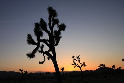Joshua Tree National park