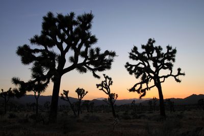 Joshua Tree National park