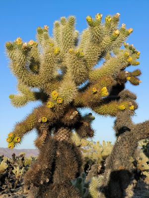 Cholla Cactus