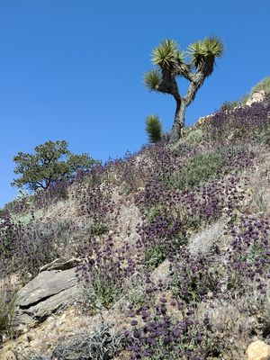 Joshua Tree National park