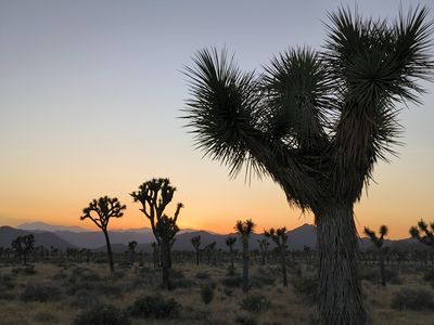 Joshua Tree National park