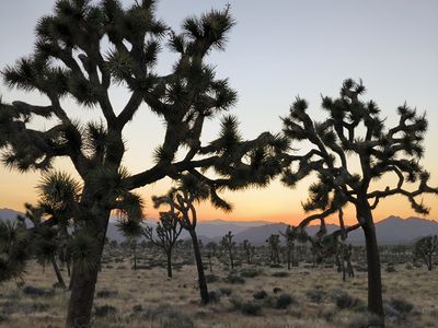 Joshua Trees