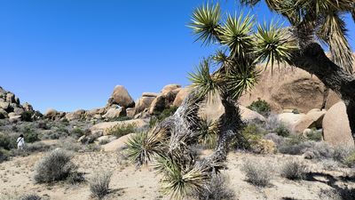 Joshua Tree National park