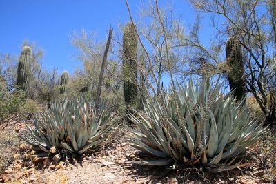 Saguaro National park