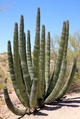 Organ pipe cactus