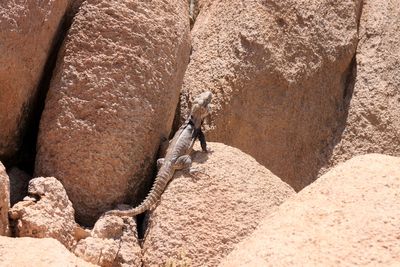 Saguaro National park