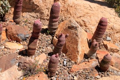 Saguaro National park