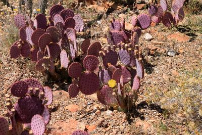 Saguaro National park