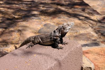 Lizard