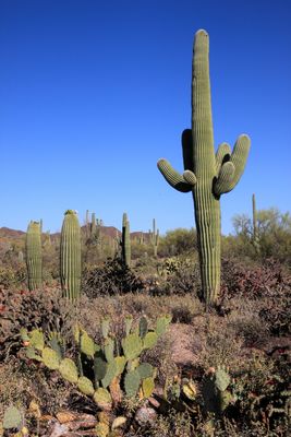 Saguaro cactus