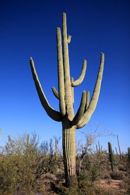 Saguaro cactus