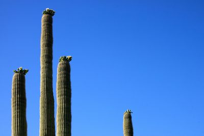 Saguaro National park