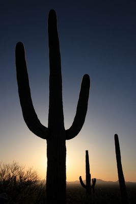 Saguaro National park
