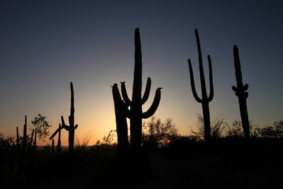 Saguaro National park