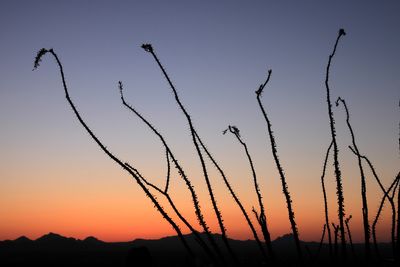 Saguaro National park