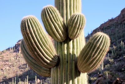 Saguaro National park