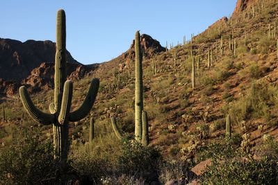 Saguaro National park
