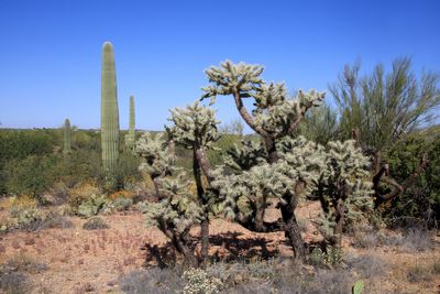 Saguaro National park