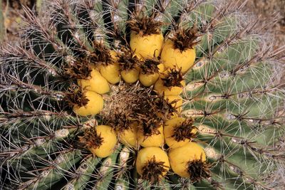 Saguaro National park