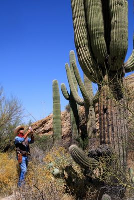Saguaro National park