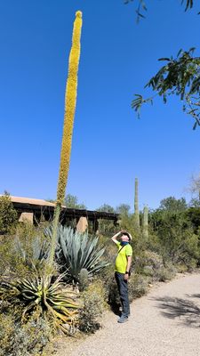 Sonora Desert Museum
