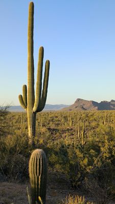 Saguaro National park