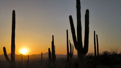Saguaro National park