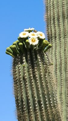 Saguaro National park