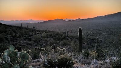 Saguaro National park