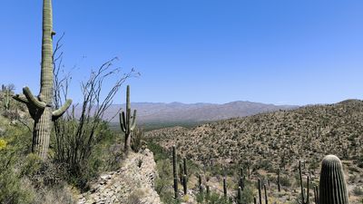 Saguaro National park