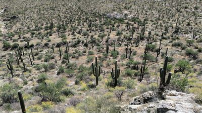Saguaro National park